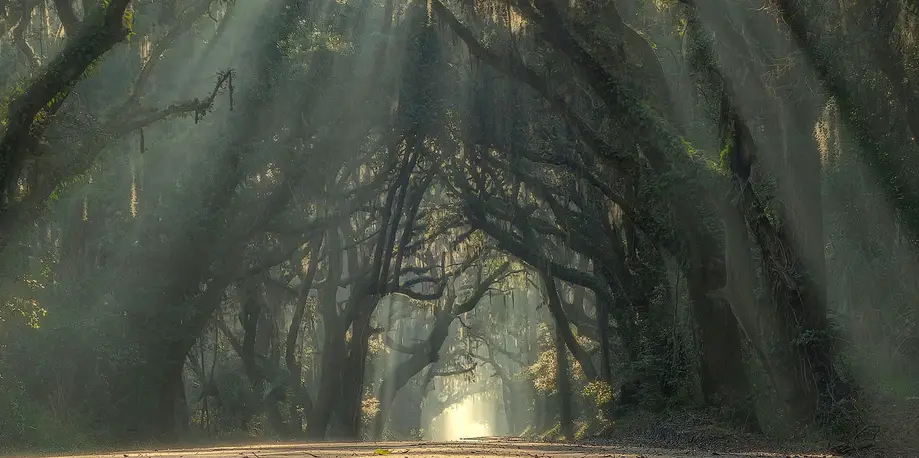 Backroads & Live Oaks Excursion