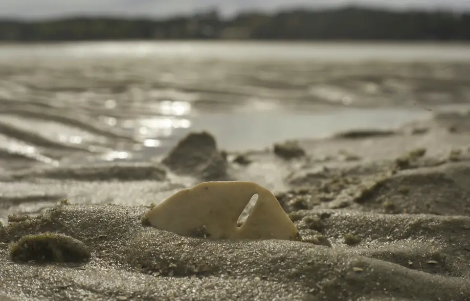 Disappearing Island Dolphin Tour