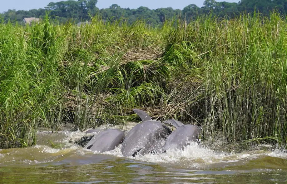 Salt Marsh Excursion