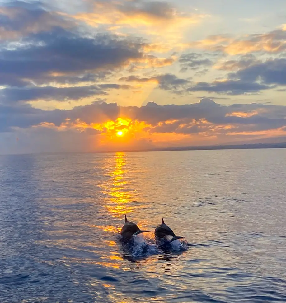 Sunset Dolphin Tour